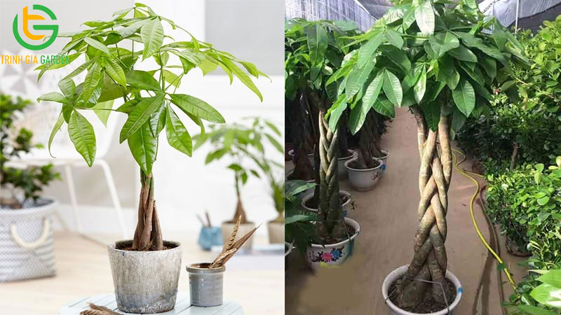 Cây Kim Ngân: cách trồng, chăm sóc và ý nghĩa phong thủy