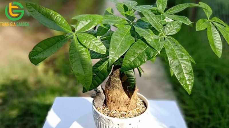 Cây Kim Ngân: cách trồng, chăm sóc và ý nghĩa phong thủy