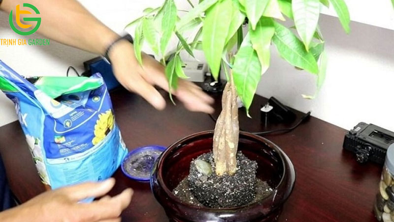 Cây Kim Ngân: cách trồng, chăm sóc và ý nghĩa phong thủy