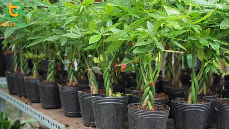 Cây Kim Ngân: cách trồng, chăm sóc và ý nghĩa phong thủy