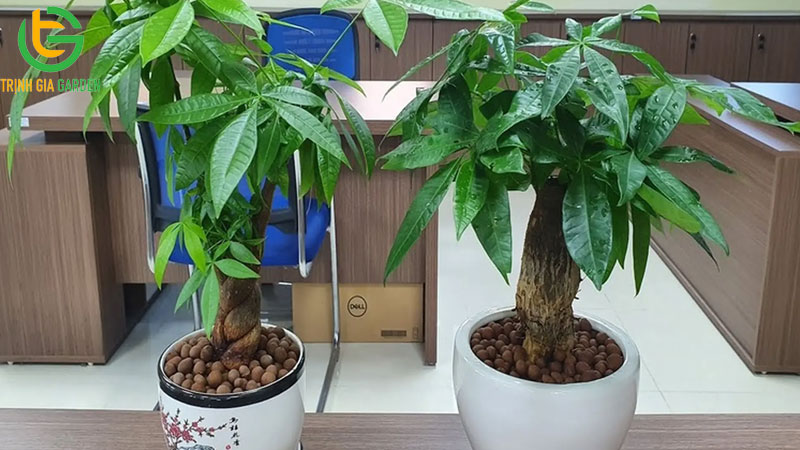 Cây Kim Ngân: cách trồng, chăm sóc và ý nghĩa phong thủy