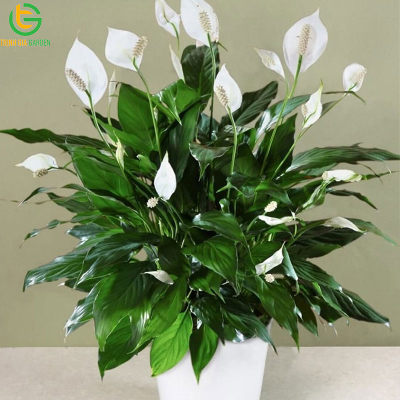Cây Lan Ý - Nguồn gốc, cách trồng và ý nghĩa phong thuỷ 7 Cây Lan Ý - Nguồn gốc, cách trồng và ý nghĩa phong thuỷ