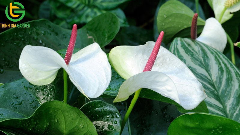 Cây Lan Ý - Nguồn gốc, cách trồng và ý nghĩa phong thuỷ 5 Cây Lan Ý - Nguồn gốc, cách trồng và ý nghĩa phong thuỷ