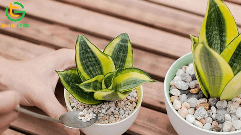 Ý nghĩa phong thủy cây lưỡi hổ và cách trồng