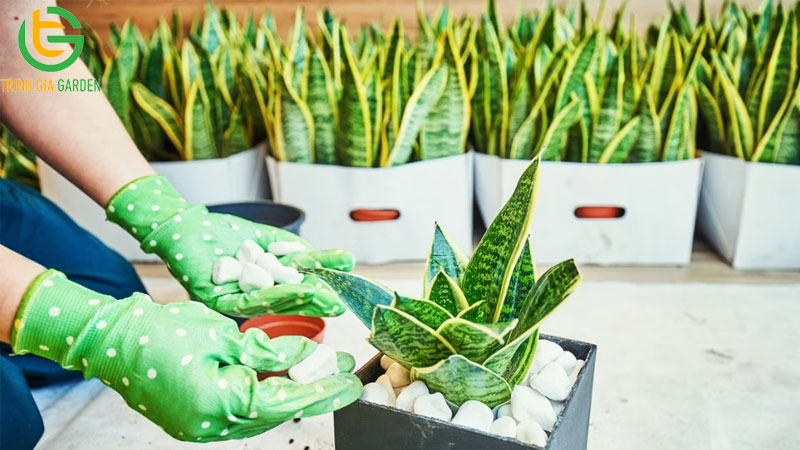 Ý nghĩa phong thủy cây lưỡi hổ và cách trồng