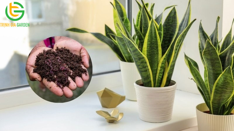 Ý nghĩa phong thủy cây lưỡi hổ và cách trồng