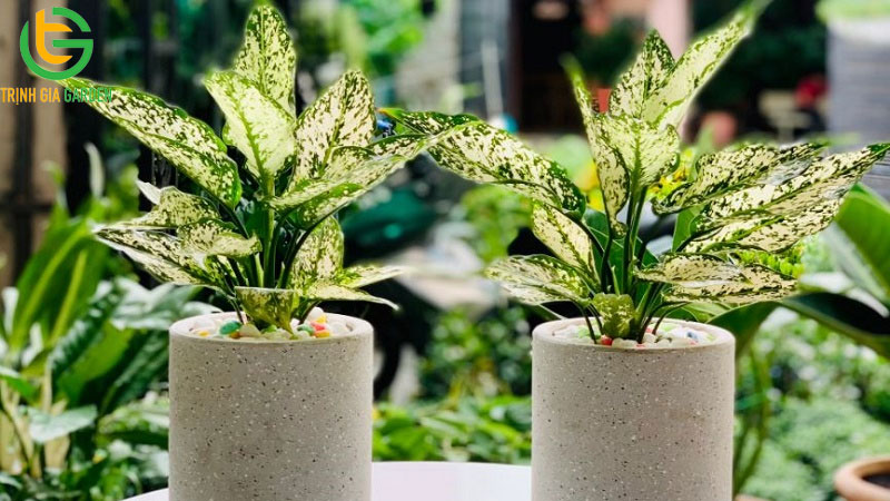 Cây ngọc ngân: đặc điểm, ý nghĩa và cách chăm sóc 6 Cây ngọc ngân: đặc điểm, ý nghĩa và cách chăm sóc