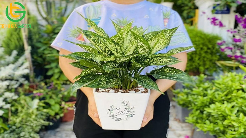 Cây ngọc ngân: đặc điểm, ý nghĩa và cách chăm sóc 8 Cây ngọc ngân: đặc điểm, ý nghĩa và cách chăm sóc