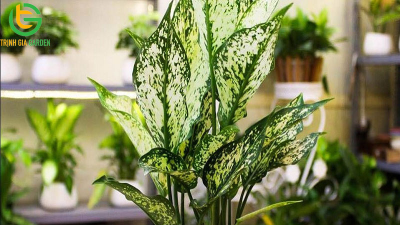 Cây ngọc ngân: đặc điểm, ý nghĩa và cách chăm sóc 5 Cây ngọc ngân: đặc điểm, ý nghĩa và cách chăm sóc