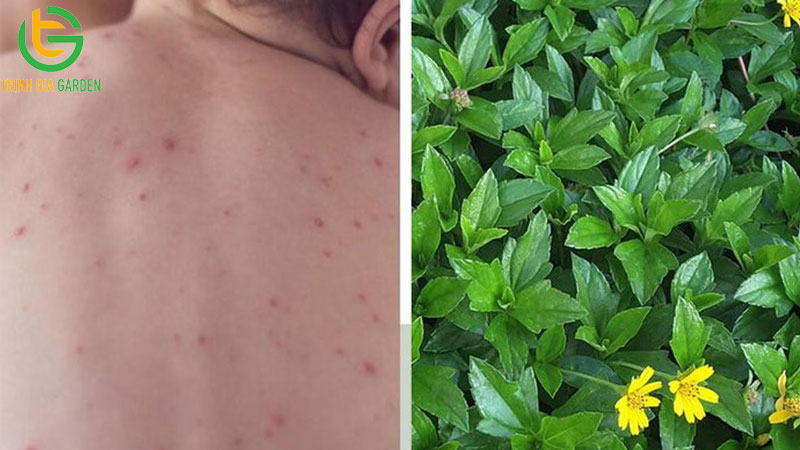 Cây sài đất: Đặc điểm, công dụng và bài thuốc 8 Cây sài đất: Đặc điểm, công dụng và bài thuốc