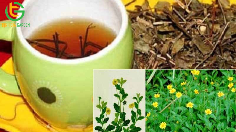 Cây sài đất: Đặc điểm, công dụng và bài thuốc 9 Cây sài đất: Đặc điểm, công dụng và bài thuốc