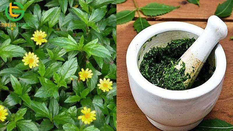 Cây sài đất: Đặc điểm, công dụng và bài thuốc 10 Cây sài đất: Đặc điểm, công dụng và bài thuốc