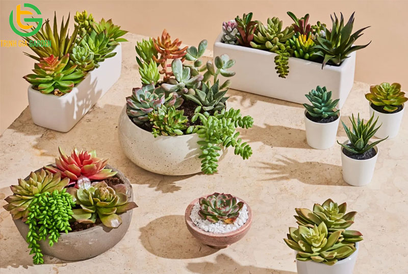 Cây sen đá: phân loại, ý nghĩa cách trồng và chăm sóc 8 Cây sen đá: phân loại, ý nghĩa cách trồng và chăm sóc