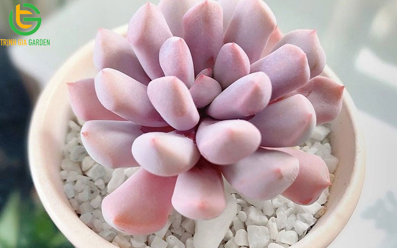 Cây sen đá: phân loại, ý nghĩa cách trồng và chăm sóc 9 Cây sen đá: phân loại, ý nghĩa cách trồng và chăm sóc