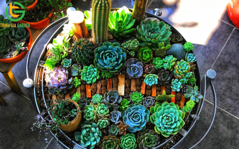 Cây sen đá: phân loại, ý nghĩa cách trồng và chăm sóc 10 Cây sen đá: phân loại, ý nghĩa cách trồng và chăm sóc