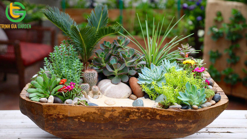 Cây sen đá: phân loại, ý nghĩa cách trồng và chăm sóc 11 Cây sen đá: phân loại, ý nghĩa cách trồng và chăm sóc