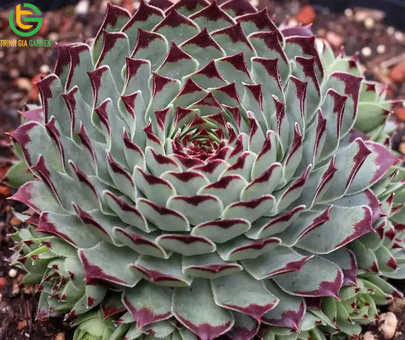 Cây sen đá: phân loại, ý nghĩa cách trồng và chăm sóc 12 Cây sen đá: phân loại, ý nghĩa cách trồng và chăm sóc