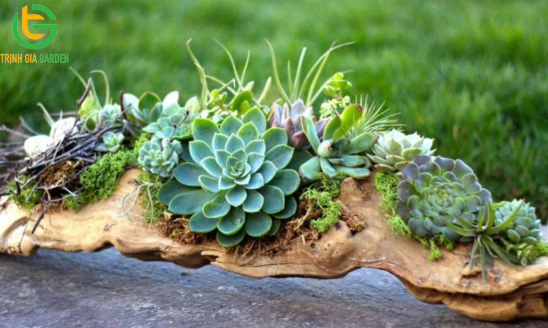 Ý nhghĩa phong thuỷ và cách bố trí cây sen đá để bàn làm việc