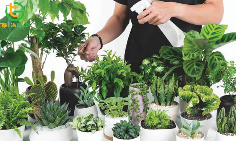 Ý nhghĩa phong thuỷ và cách bố trí cây sen đá để bàn làm việc