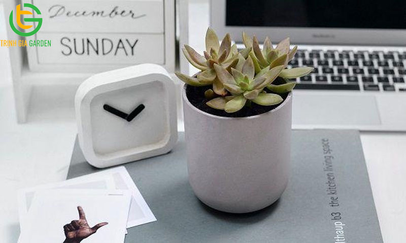 Ý nhghĩa phong thuỷ và cách bố trí cây sen đá để bàn làm việc
