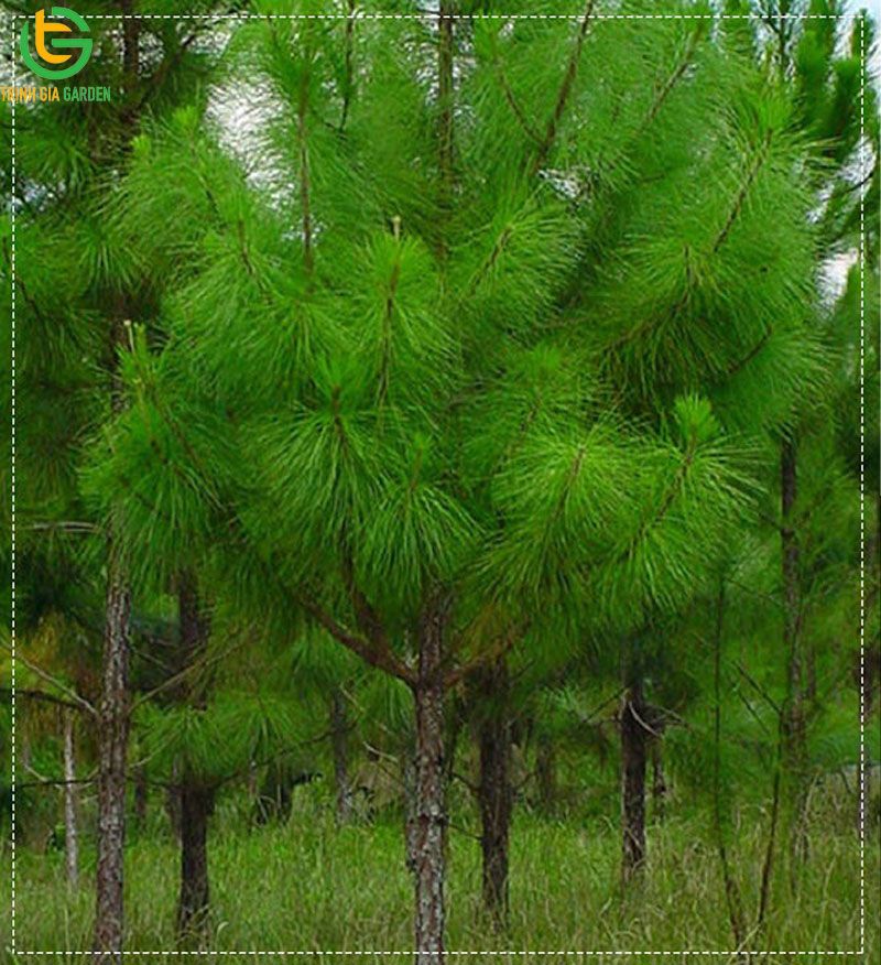 Cây thông: Đặc điểm, phân loại và giá cây thông giống