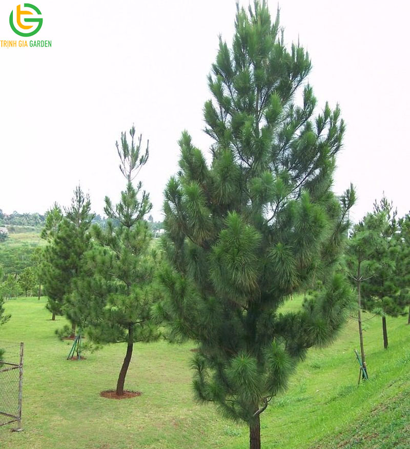 Cây thông: Đặc điểm, phân loại và giá cây thông giống