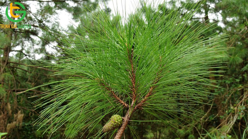 Cây thông: Đặc điểm, phân loại và giá cây thông giống