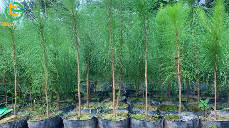 Cây thông: Đặc điểm, phân loại và giá cây thông giống