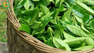 cay thuoc nam tri tieu chay cho bo 1