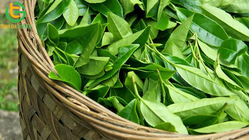 cay thuoc nam tri tieu chay cho bo 1