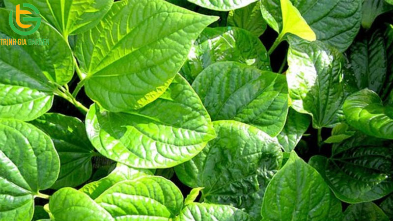 Cây thuốc nam trị tiêu chảy cho bò hiệu quả 11 Cây thuốc nam trị tiêu chảy cho bò hiệu quả