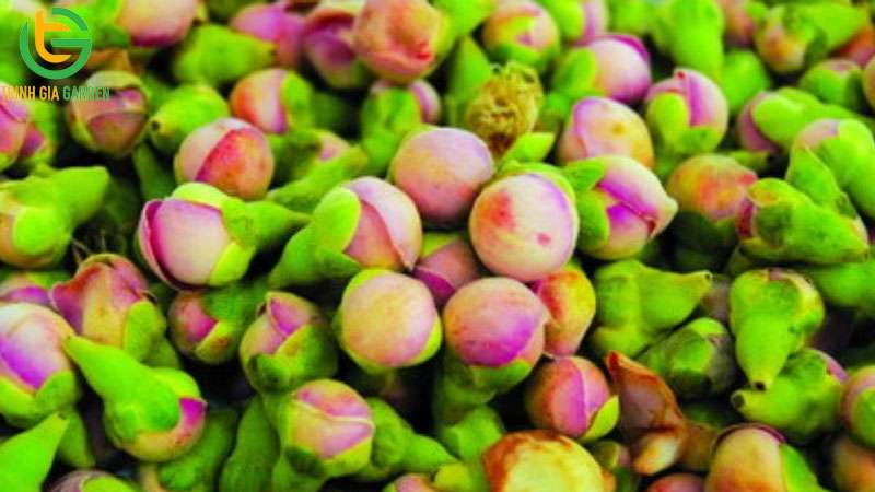 Cây thuốc nam trị tiêu chảy cho bò hiệu quả 12 Cây thuốc nam trị tiêu chảy cho bò hiệu quả