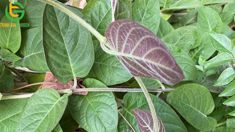 Cây thuốc nam trị tiêu chảy cho bò hiệu quả 13 Cây thuốc nam trị tiêu chảy cho bò hiệu quả