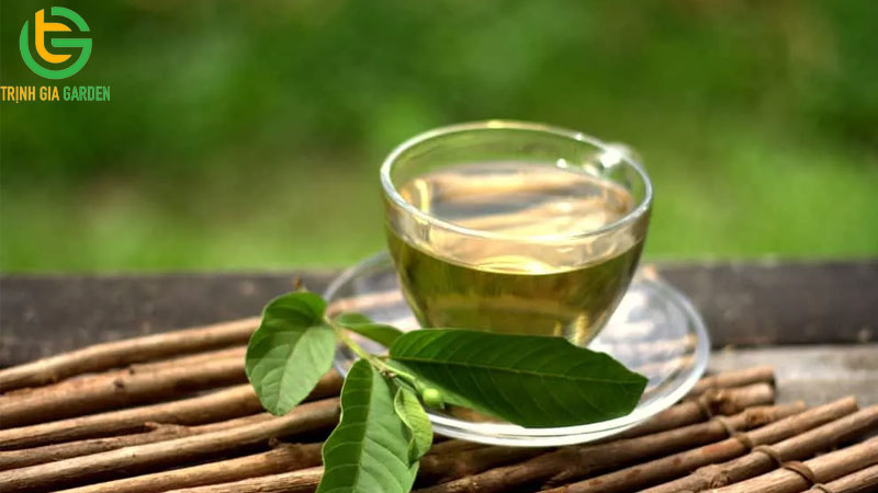 Cây thuốc nam trị tiêu chảy cho bò hiệu quả 14 Cây thuốc nam trị tiêu chảy cho bò hiệu quả