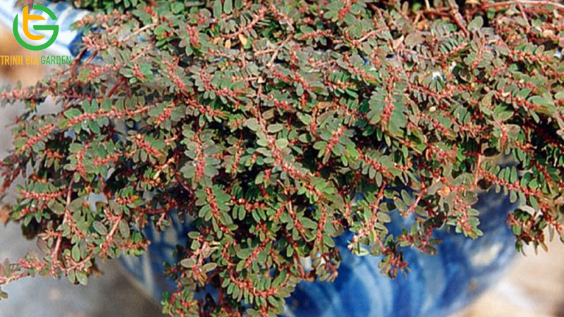 Cây thuốc nam trị tiêu chảy cho bò hiệu quả 9 Cây thuốc nam trị tiêu chảy cho bò hiệu quả