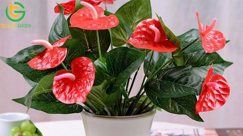 cay thuy sinh de ban 1