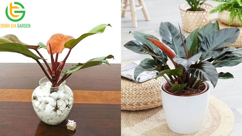 TOP 10 loại cây thủy sinh để bàn đẹp, tốt cho phong thuỷ 8 TOP 10 loại cây thủy sinh để bàn đẹp, tốt cho phong thuỷ