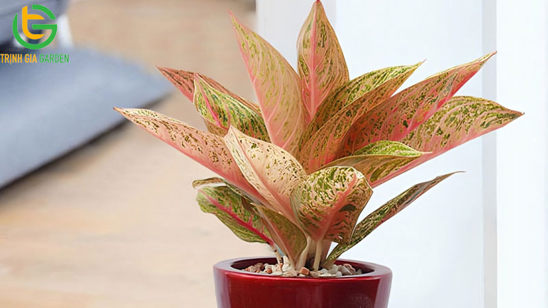 TOP 10 loại cây thủy sinh để bàn đẹp, tốt cho phong thuỷ 9 TOP 10 loại cây thủy sinh để bàn đẹp, tốt cho phong thuỷ