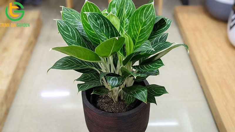 TOP 10 loại cây thủy sinh để bàn đẹp, tốt cho phong thuỷ 10 TOP 10 loại cây thủy sinh để bàn đẹp, tốt cho phong thuỷ