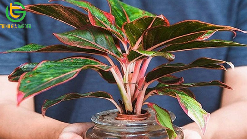 TOP 10 loại cây thủy sinh để bàn đẹp, tốt cho phong thuỷ 6 TOP 10 loại cây thủy sinh để bàn đẹp, tốt cho phong thuỷ