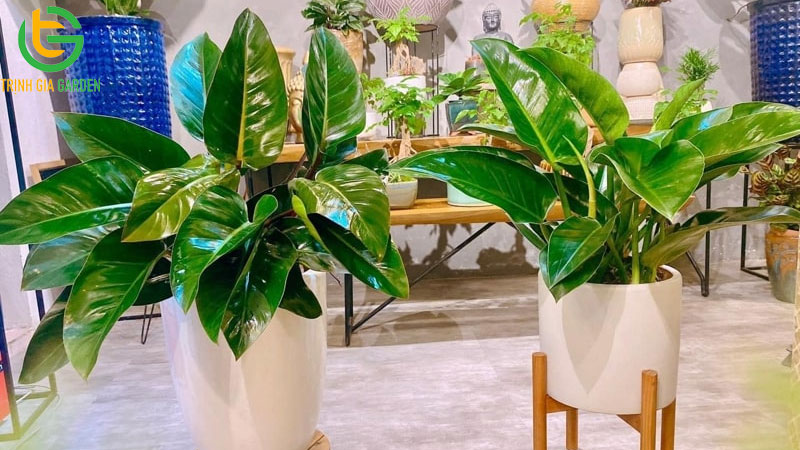 Cây trầu bà: Nguồn gốc, ý nghĩa phong thuỷ và giá bán