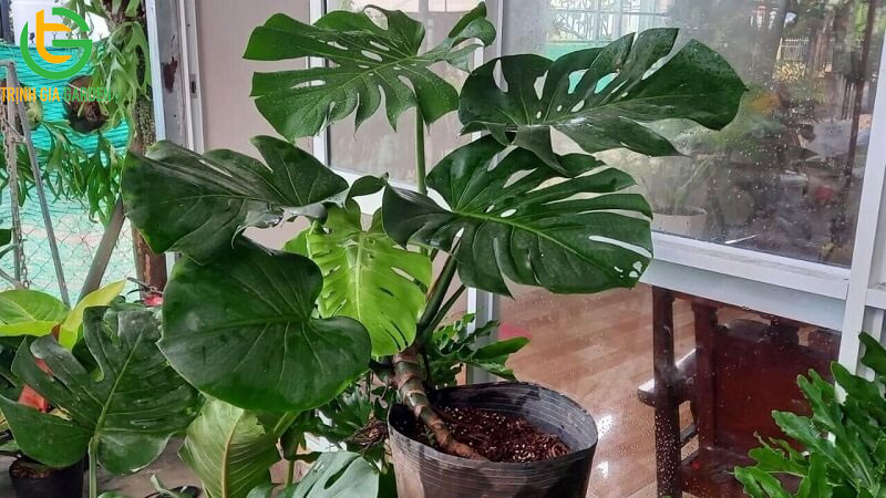 Cây trầu bà: Nguồn gốc, ý nghĩa phong thuỷ và giá bán