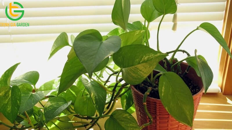 Cây trầu bà: Nguồn gốc, ý nghĩa phong thuỷ và giá bán