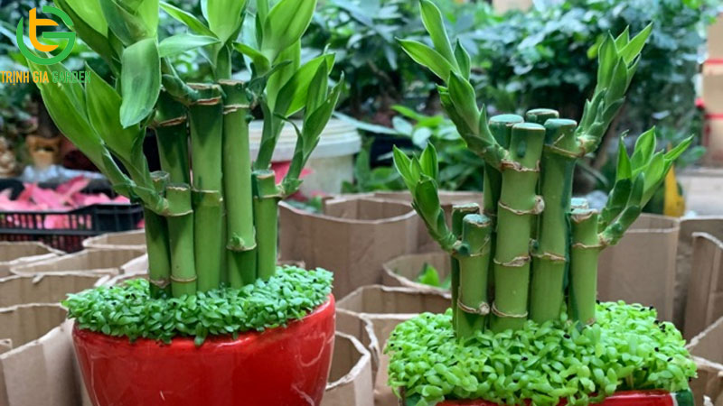 Cây trúc phát tài: nguồn gốc, công dụng và cách bày trí