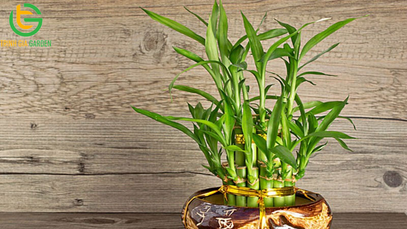 Cây trúc phát tài: nguồn gốc, công dụng và cách bày trí