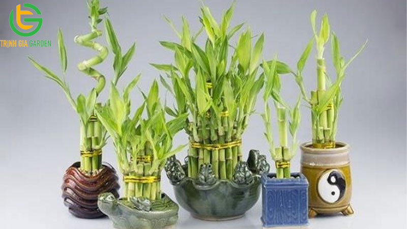 Cây trúc phát tài: nguồn gốc, công dụng và cách bày trí