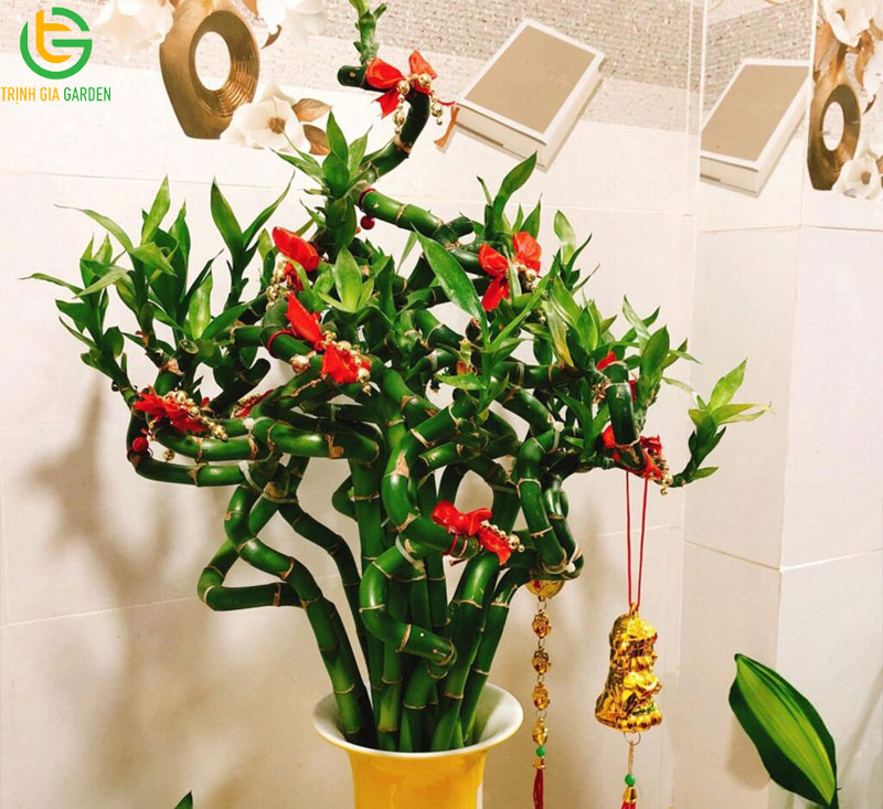 Cây trúc phát tài: nguồn gốc, công dụng và cách bày trí