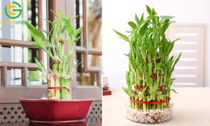 cay truc phat tai 5 1