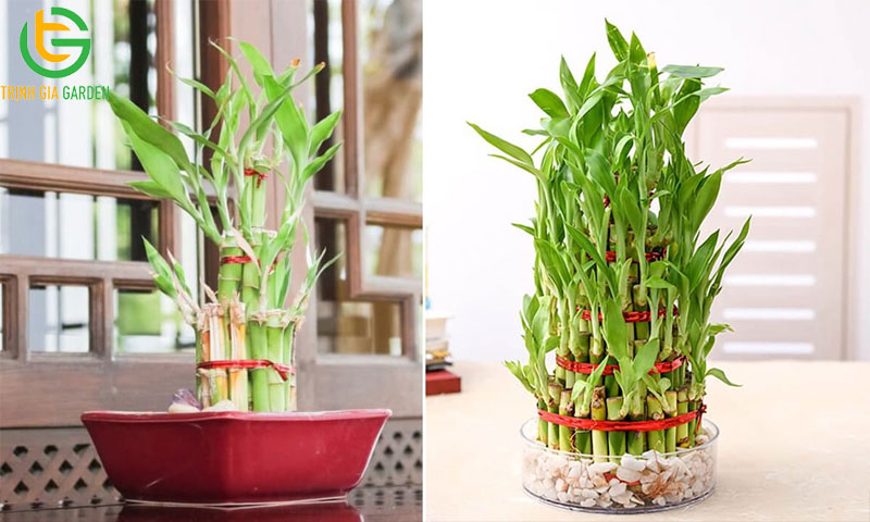 Cây trúc phát tài: nguồn gốc, công dụng và cách bày trí