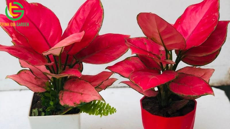 Cây vạn lộc: Ý nghĩa, cách trồng và chăm sóc tại nhà